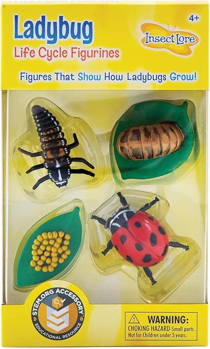 Insect Lore Ladybug Life Cycle - 4 PC Insect Figure Shows Life Of Lady Bug